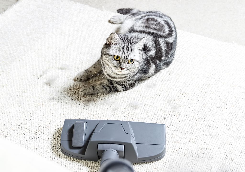 Astuces pour enlever les poils de chat sur vêtements, tapis, canapé